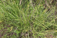 Carex triquetra