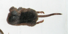 Sorex arcticus