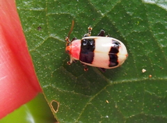 Asphaera nigrofasciata