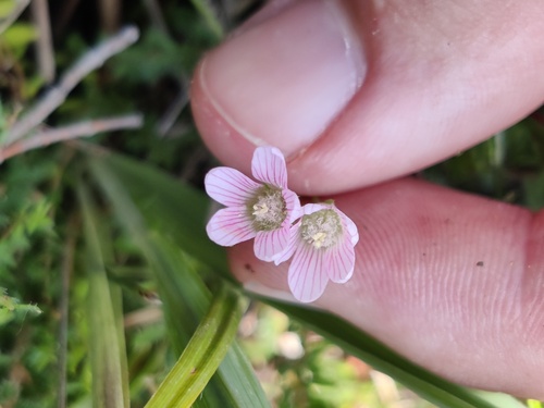 Bog pimpernel (Lysimachia tenella)