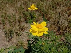 Coreopsis palmata