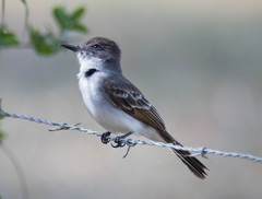 Myiarchus antillarum