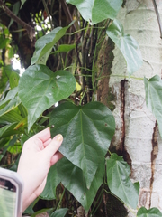 Asphaera nigrofasciata