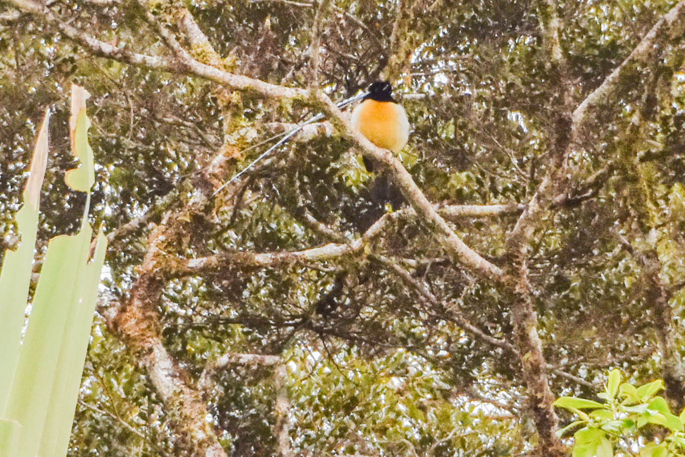 King of Saxony Bird-of-paradise (Pteridophora alberti), photo 6