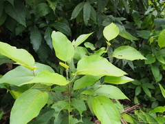 Heliocarpus