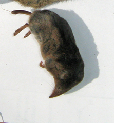 Sorex arcticus