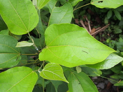 Heliocarpus