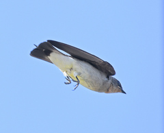 Southern Rough-Winged Swallow photo 5