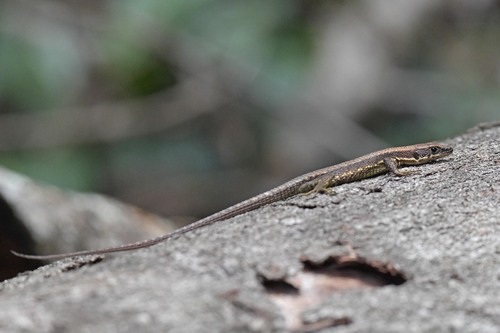 Multi-scaled Forest Lizard