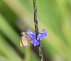 Choranthus vitellius