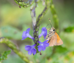 Choranthus vitellius