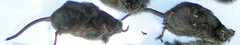 Sorex arcticus