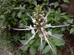 Orthosiphon aristatus