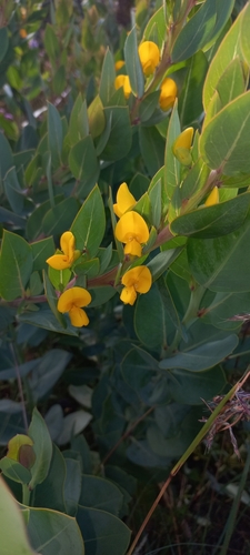 Image of Rafnia triflora by (c) Adele SL, some rights reserved (CC BY)