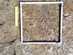 Zostera muelleri