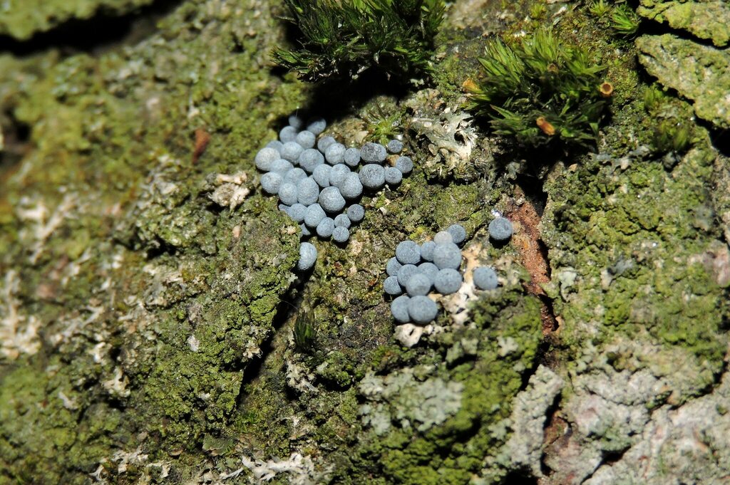 Badhamia utricularis from Паволочка, Житомирська область, Україна ...