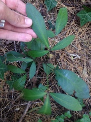Pseudopanax crassifolius × lessonii