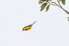 Black-Breasted Boatbill photo 3