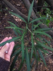 Pseudopanax crassifolius × lessonii