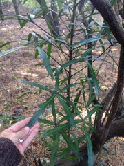 Pseudopanax crassifolius × lessonii