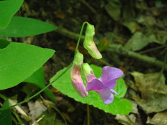 Lathyrus humilis