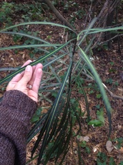 Pseudopanax crassifolius × lessonii