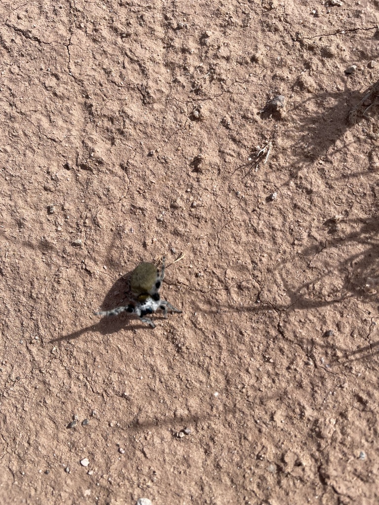 Phidippus tyrannus