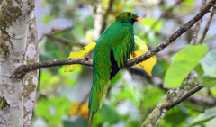 Pharomachrus auriceps