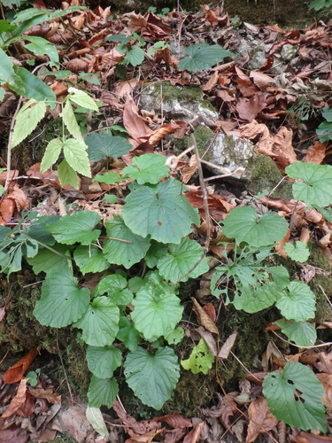 Caucasian Penny-cress