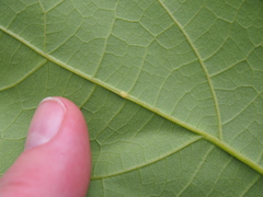 Heliocarpus