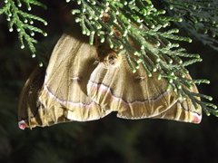 Polythysana cinerascens