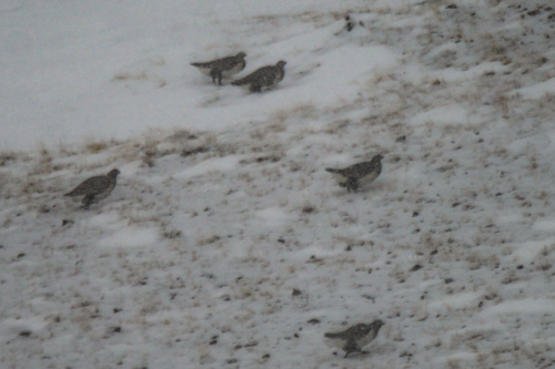 Altai Snowcock (Tetraogallus altaicus), photo 8