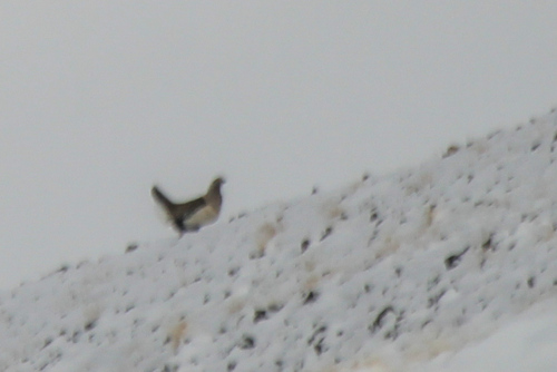Altai Snowcock (Tetraogallus altaicus), photo 10
