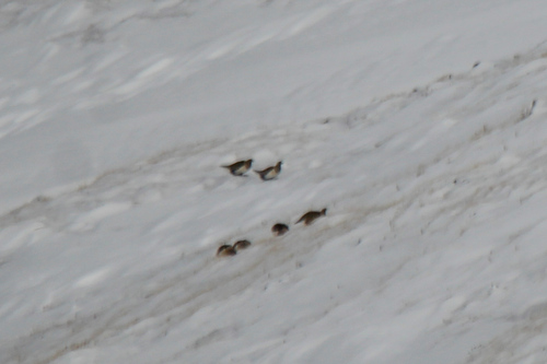 Altai Snowcock (Tetraogallus altaicus), photo 9