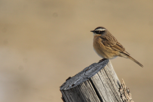 Brown Accentor (Prunella fulvescens), photo 4