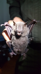 Artibeus jamaicensis