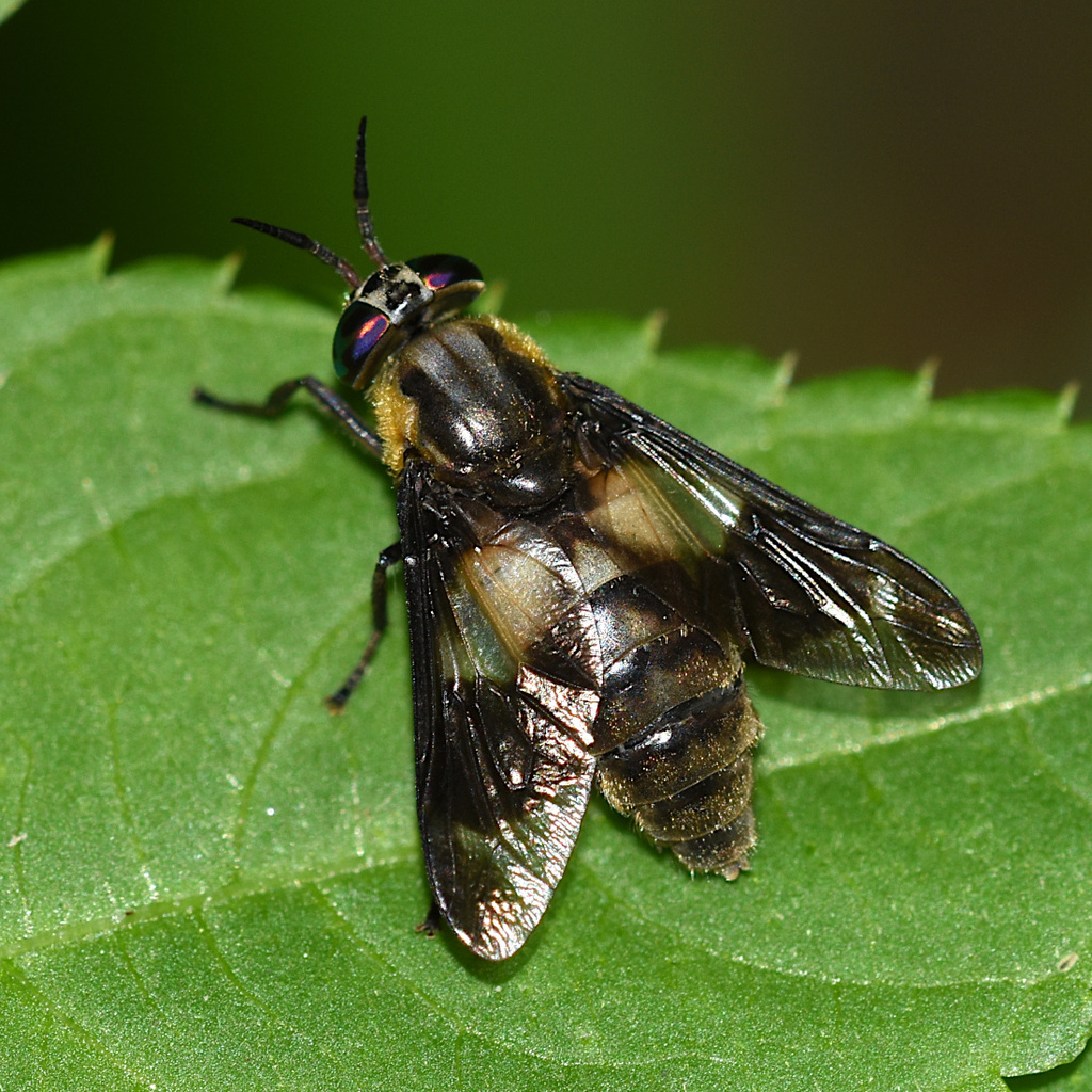 Splayed Deer Fly