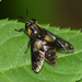 Splayed Deer Fly - Photo (c) aga-ma, some rights reserved (CC BY-NC), uploaded by aga-ma