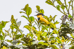 Black-Breasted Boatbill photo 4