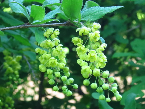 Amur barberry (Berberis amurensis)
