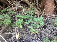 Eccremocarpus scaber