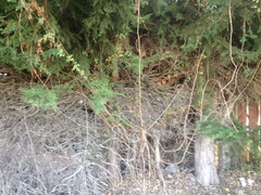 Eccremocarpus scaber