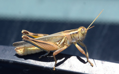 Melanoplus packardii