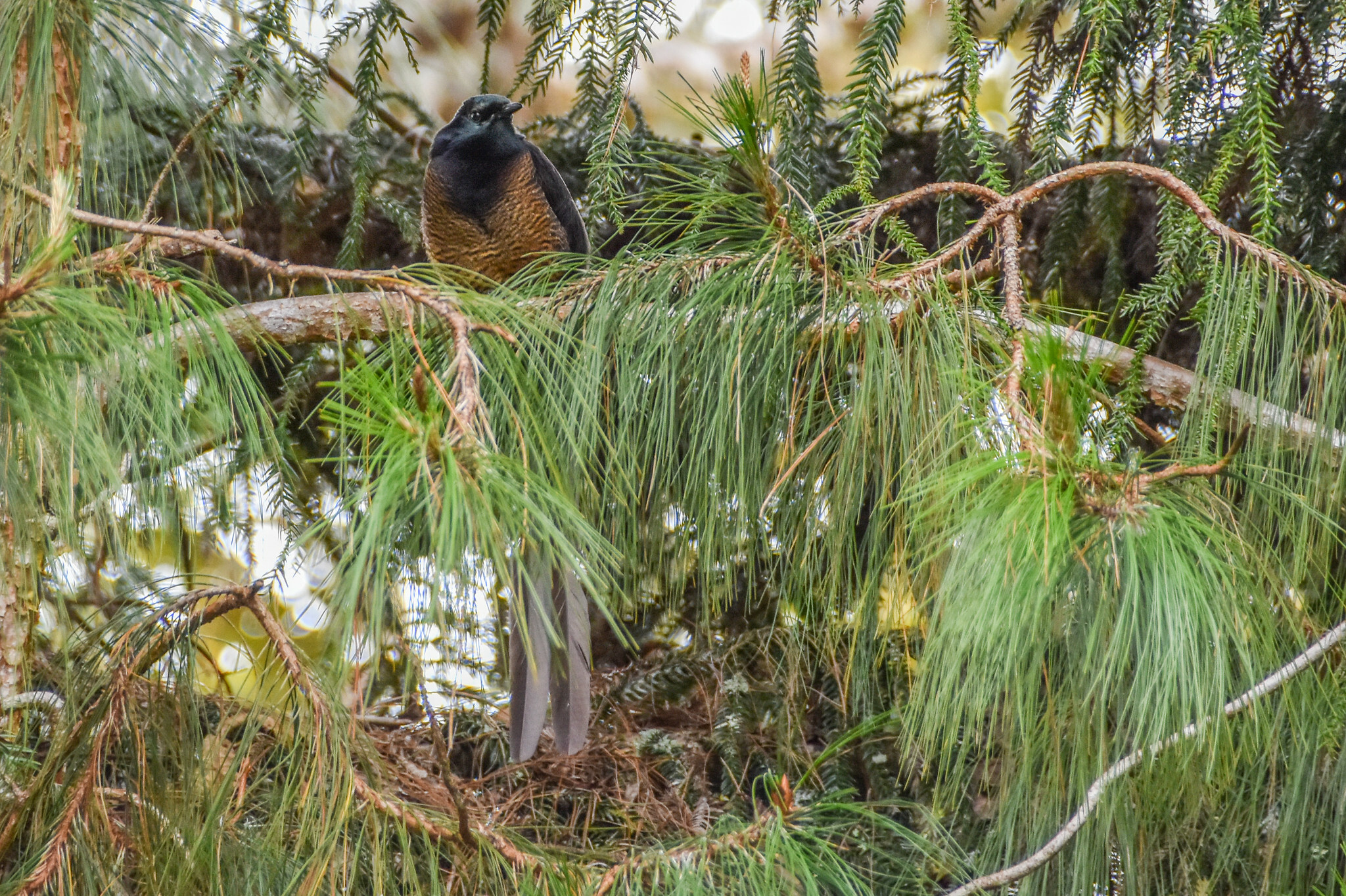 Princess Stephanie's Astrapia (Astrapia stephaniae), photo 4