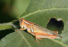 Melanoplus foedus