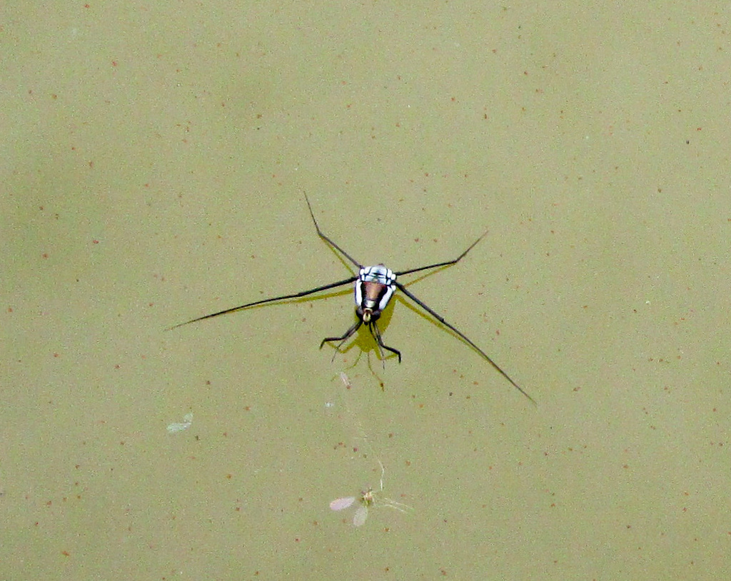 Halobatopsis from N1, Brasília, DF, BR on October 9, 2023 at 08:15 AM ...