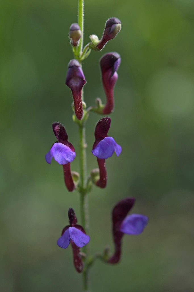 Scutellaria violascens