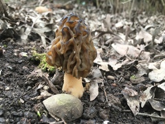 Morchellaceae