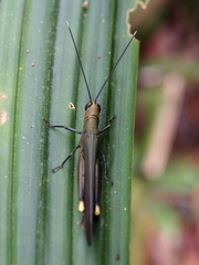 Copiocera specularis