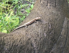 Cryptoblepharus poecilopleurus